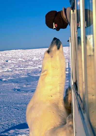 20101115 facing polar bear.jpg 용기? 만용? ‘북극곰과 눈싸움?’…절묘한 순간포착